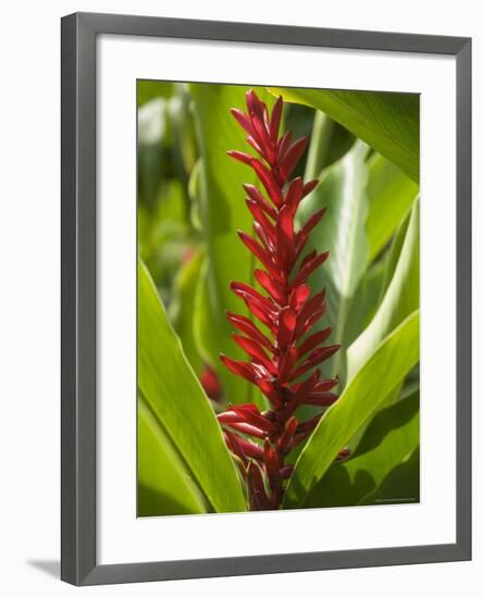 Ginger, Costa Rica, Central America-R H Productions-Framed Photographic Print