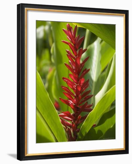 Ginger, Costa Rica, Central America-R H Productions-Framed Photographic Print