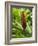 Ginger, Costa Rica, Central America-R H Productions-Framed Photographic Print