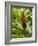 Ginger, Costa Rica, Central America-R H Productions-Framed Photographic Print