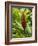 Ginger, Costa Rica, Central America-R H Productions-Framed Photographic Print