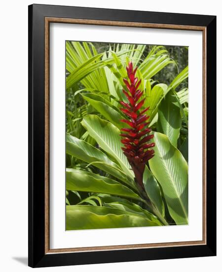 Ginger, Costa Rica, Central America-R H Productions-Framed Photographic Print