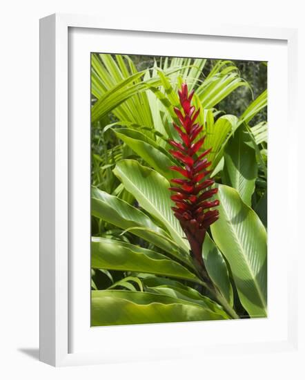 Ginger, Costa Rica, Central America-R H Productions-Framed Photographic Print