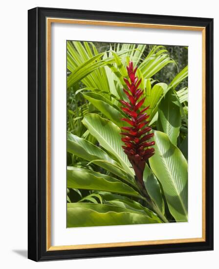 Ginger, Costa Rica, Central America-R H Productions-Framed Photographic Print