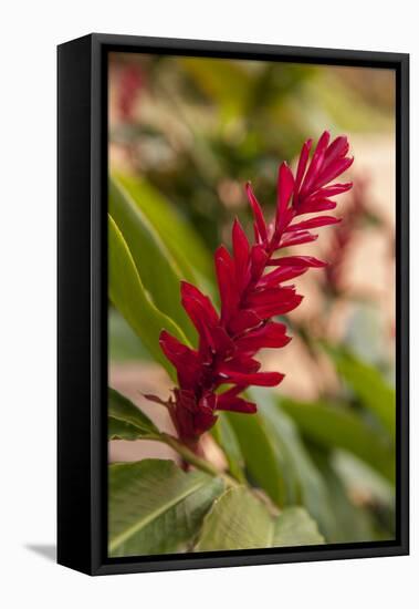 Ginger Flower, Carambola Botanical Gardens, Roatan, Honduras-Lisa S. Engelbrecht-Framed Premier Image Canvas