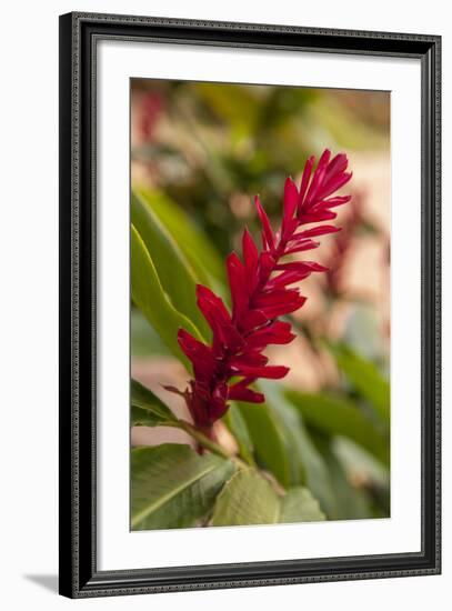 Ginger Flower, Carambola Botanical Gardens, Roatan, Honduras-Lisa S. Engelbrecht-Framed Photographic Print