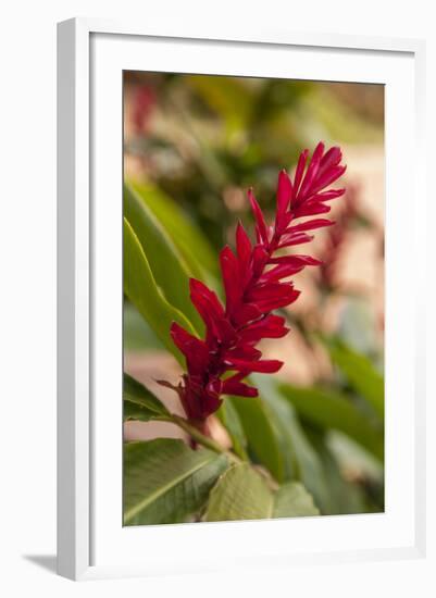 Ginger Flower, Carambola Botanical Gardens, Roatan, Honduras-Lisa S. Engelbrecht-Framed Photographic Print
