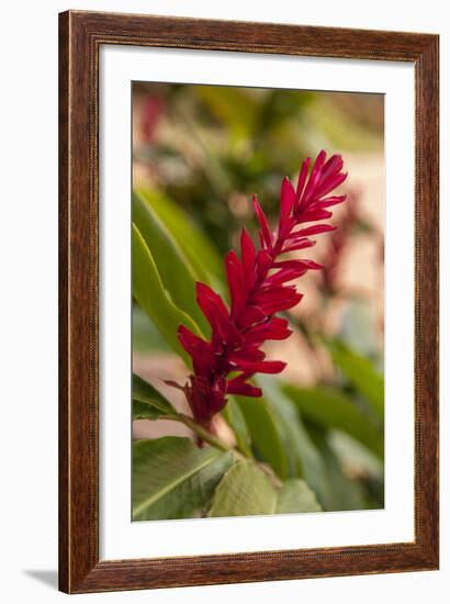 Ginger Flower, Carambola Botanical Gardens, Roatan, Honduras-Lisa S. Engelbrecht-Framed Photographic Print