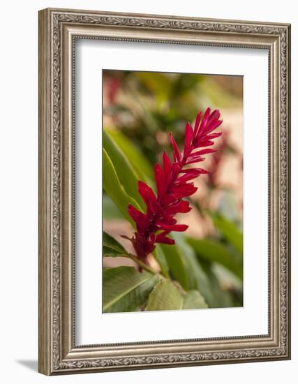 Ginger Flower, Carambola Botanical Gardens, Roatan, Honduras-Lisa S. Engelbrecht-Framed Photographic Print