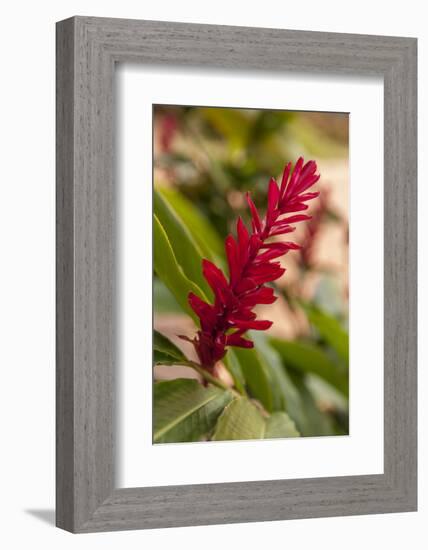 Ginger Flower, Carambola Botanical Gardens, Roatan, Honduras-Lisa S. Engelbrecht-Framed Photographic Print