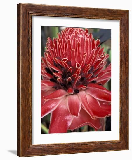 Ginger Flower in Bloom, Napo River Region, Peru-Gavriel Jecan-Framed Photographic Print