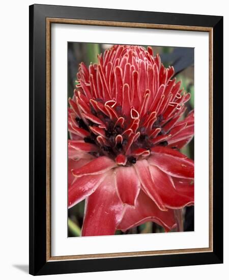 Ginger Flower in Bloom, Napo River Region, Peru-Gavriel Jecan-Framed Photographic Print