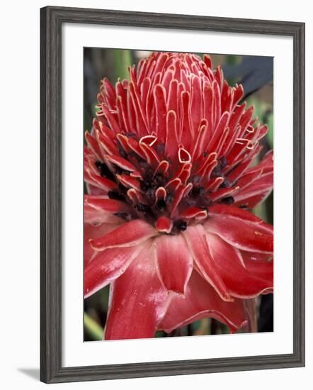 Ginger Flower in Bloom, Napo River Region, Peru-Gavriel Jecan-Framed Photographic Print