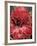 Ginger Flower in Bloom, Napo River Region, Peru-Gavriel Jecan-Framed Photographic Print