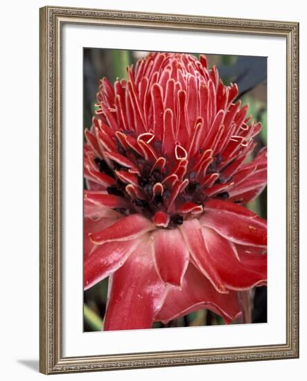 Ginger Flower in Bloom, Napo River Region, Peru-Gavriel Jecan-Framed Photographic Print