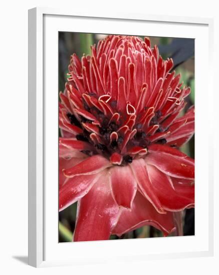 Ginger Flower in Bloom, Napo River Region, Peru-Gavriel Jecan-Framed Photographic Print