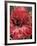 Ginger Flower in Bloom, Napo River Region, Peru-Gavriel Jecan-Framed Photographic Print