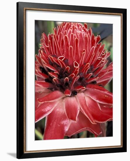 Ginger Flower in Bloom, Napo River Region, Peru-Gavriel Jecan-Framed Photographic Print