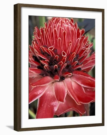 Ginger Flower in Bloom, Napo River Region, Peru-Gavriel Jecan-Framed Photographic Print