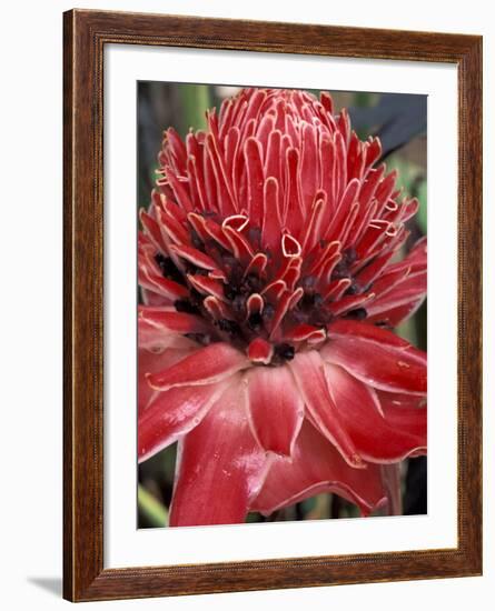 Ginger Flower in Bloom, Napo River Region, Peru-Gavriel Jecan-Framed Photographic Print