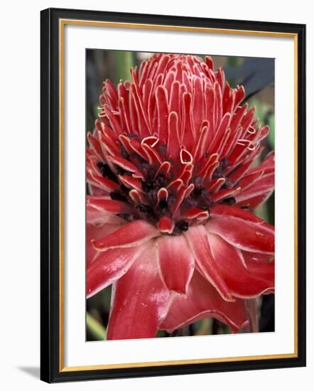 Ginger Flower in Bloom, Napo River Region, Peru-Gavriel Jecan-Framed Photographic Print