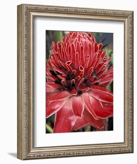 Ginger Flower in Bloom, Napo River Region, Peru-Gavriel Jecan-Framed Photographic Print