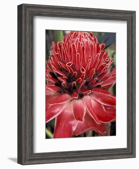 Ginger Flower in Bloom, Napo River Region, Peru-Gavriel Jecan-Framed Photographic Print