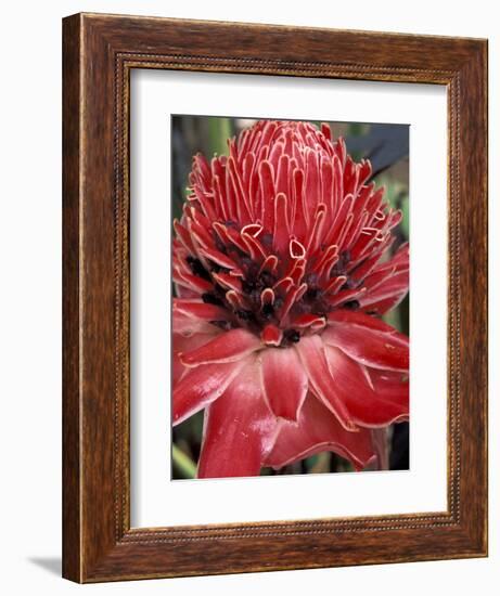 Ginger Flower in Bloom, Napo River Region, Peru-Gavriel Jecan-Framed Photographic Print