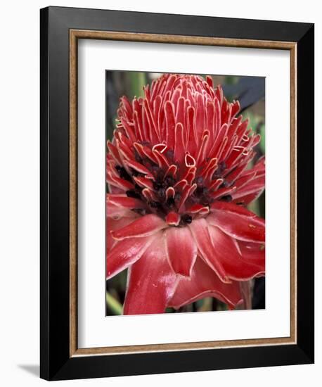 Ginger Flower in Bloom, Napo River Region, Peru-Gavriel Jecan-Framed Photographic Print