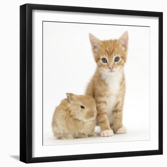 Ginger Kitten, 7 Weeks, and Baby Sandy Lop Rabbit-Mark Taylor-Framed Photographic Print