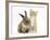 Ginger Kitten, 7 Weeks, and Young Lionhead-Lop Rabbit-Mark Taylor-Framed Photographic Print