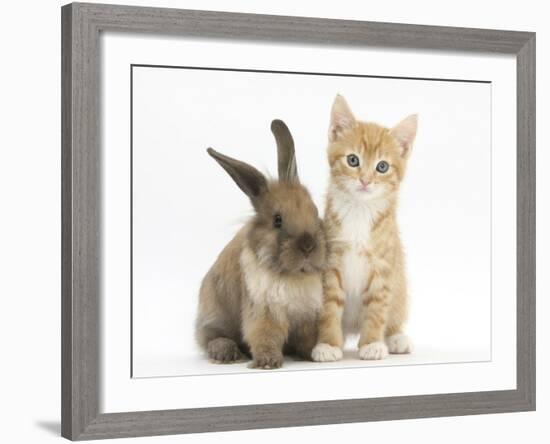 Ginger Kitten, 7 Weeks, and Young Lionhead-Lop Rabbit-Mark Taylor-Framed Photographic Print