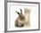 Ginger Kitten, 7 Weeks, and Young Lionhead-Lop Rabbit-Mark Taylor-Framed Photographic Print