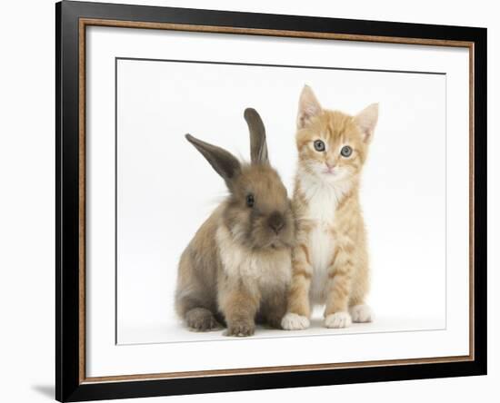 Ginger Kitten, 7 Weeks, and Young Lionhead-Lop Rabbit-Mark Taylor-Framed Photographic Print