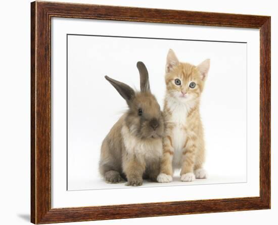 Ginger Kitten, 7 Weeks, and Young Lionhead-Lop Rabbit-Mark Taylor-Framed Photographic Print