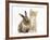 Ginger Kitten, 7 Weeks, and Young Lionhead-Lop Rabbit-Mark Taylor-Framed Photographic Print