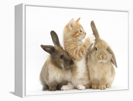 Ginger Kitten, 7 Weeks, Playing with Ear of Young Lionhead-Lop Rabbits-Mark Taylor-Framed Premier Image Canvas
