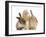 Ginger Kitten, 7 Weeks, Playing with Ear of Young Lionhead-Lop Rabbits-Mark Taylor-Framed Photographic Print