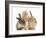 Ginger Kitten, 7 Weeks, Playing with Ear of Young Lionhead-Lop Rabbits-Mark Taylor-Framed Photographic Print