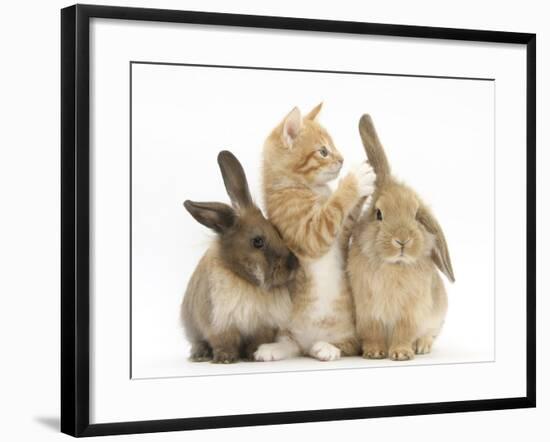 Ginger Kitten, 7 Weeks, Playing with Ear of Young Lionhead-Lop Rabbits-Mark Taylor-Framed Photographic Print