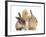 Ginger Kitten, 7 Weeks, Playing with Ear of Young Lionhead-Lop Rabbits-Mark Taylor-Framed Photographic Print