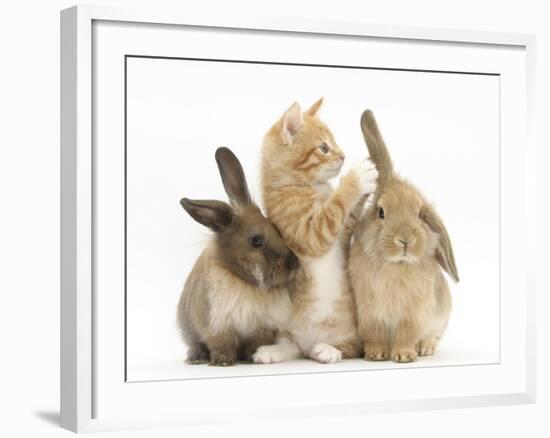 Ginger Kitten, 7 Weeks, Playing with Ear of Young Lionhead-Lop Rabbits-Mark Taylor-Framed Photographic Print