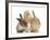 Ginger Kitten, 7 Weeks, Playing with Ear of Young Lionhead-Lop Rabbits-Mark Taylor-Framed Photographic Print