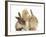 Ginger Kitten, 7 Weeks, Playing with Ear of Young Lionhead-Lop Rabbits-Mark Taylor-Framed Photographic Print