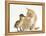 Ginger Kitten and Mallard Duckling, Beak to Nose-Mark Taylor-Framed Premier Image Canvas