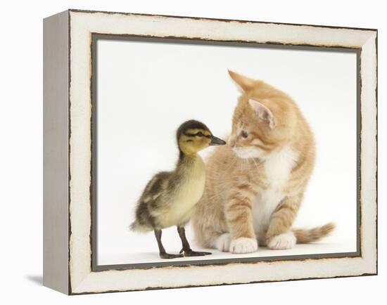 Ginger Kitten and Mallard Duckling, Beak to Nose-Mark Taylor-Framed Premier Image Canvas