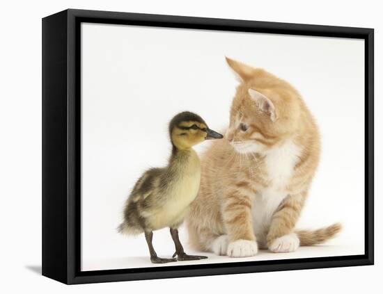 Ginger Kitten and Mallard Duckling, Beak to Nose-Mark Taylor-Framed Premier Image Canvas