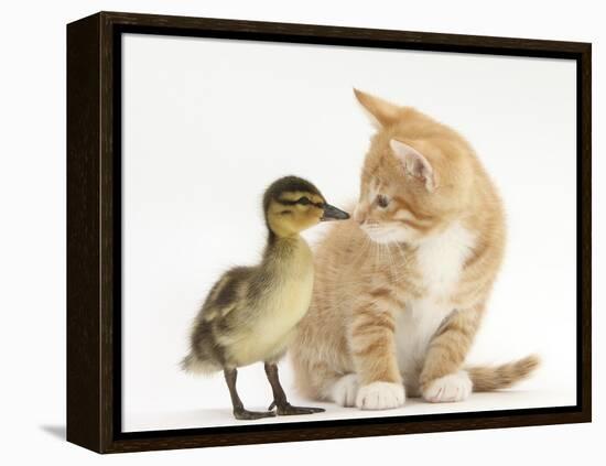 Ginger Kitten and Mallard Duckling, Beak to Nose-Mark Taylor-Framed Premier Image Canvas