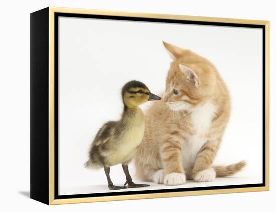 Ginger Kitten and Mallard Duckling, Beak to Nose-Mark Taylor-Framed Premier Image Canvas