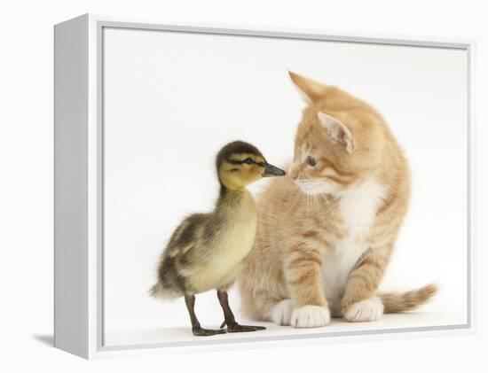 Ginger Kitten and Mallard Duckling, Beak to Nose-Mark Taylor-Framed Premier Image Canvas